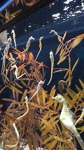 Japanese high technology water systems….! | YOKO JP Aquarium