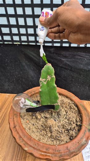 Experiment With Dragon Fruit Tree #shorts #shortvideo