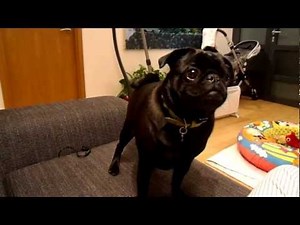 TENACIOUS PUG - Louie what time is it? (ORIGINAL)