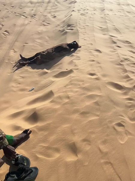 Discovering Life in the Libyan Desert