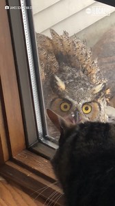 54K views · 97 reactions | This house cat had a face-off with an unexpected visitor…黎 | Localish | Facebook