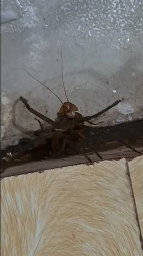 Spider vs. cockroach #spider #cockroach #eating