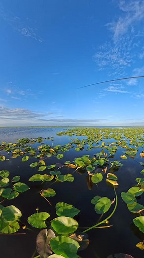 2.2K views · 46 reactions | FULL CONTACT BLUEGILL!!! #shellcracker #fishing | Kissimmeespecial | Facebook