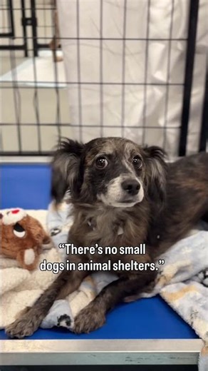 "There's no small dogs in animal shelters!"