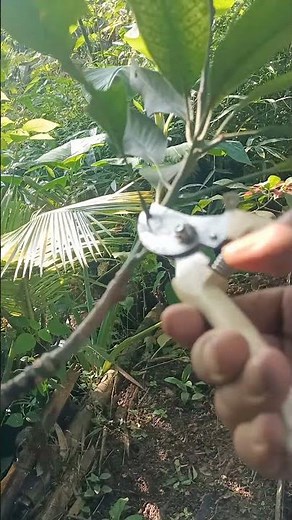 Pruning a Mango Tree