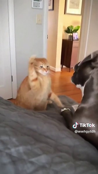 alittlecat27 on TikTok