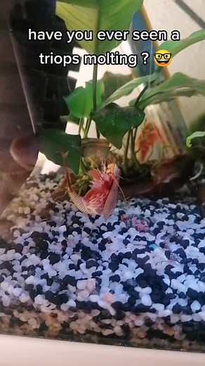 petite mue de triops en direct ! #livingfossil #fish #triops #aquarium #aquariophilie