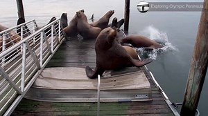 Sea Lions leap from a dock in Hoodsport, Washington during the late fall pilgrimage to the Hood Canal. Startled from their early morning sleep, this colony of Sea Lions fills their bellies with the Chum Salmon that make their way back up the rivers where they began their lives. | Exploring Olympic Peninsula