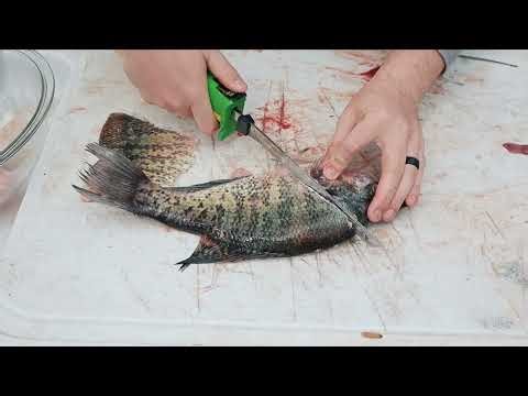 How To Fillet A Crappie With A Electric Fillet Knife In Under 5 Minutes.