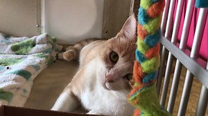 1.7K views · 67 reactions | PETS OF THE WEEK: Charlie is wondering...