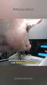 Are Pigs Smarter Than Dogs?