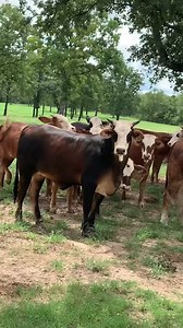 436 reactions · 35 shares | Open True F1 Brafords Here’s 15...