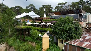Trees, Cable Cart, Vietnam