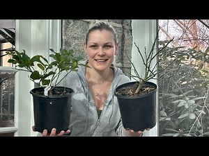 How To Tell If Your Citrus Plant is Diseased, Dying Or Dead?🍋🍊