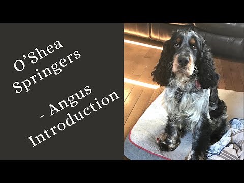 Angus - Introduction to our Blue Tri Roan English Springer Spaniel