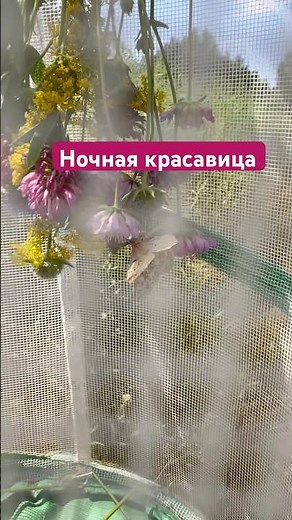 Обед у🦋#бабочка #природабеларуси #lepidoptera #мотылек #butterfly #дикаяприрода #entomology #nature