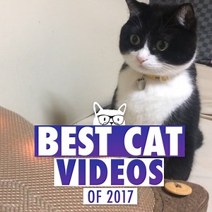 Best cats of the year! Meow. 🐱 | The Pet Collective