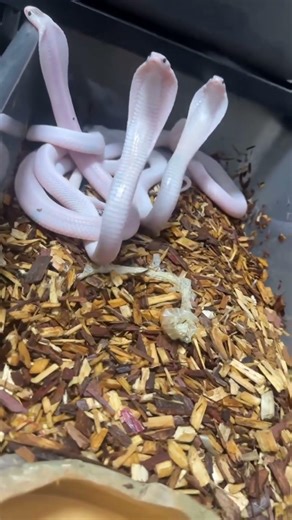 Small to Big! Animal Transformation!!