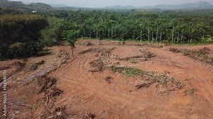 Deforestation. Logging. Destruction of rainforest environment