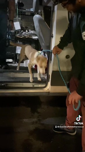 Buddy's Second Chance Rescue saved 31 dogs from a kill shelter this morning! Can we get a Go Bills? ❤️🦬💙 | Sweet Buffalo