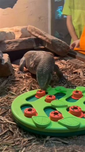 2.1K views · 14 reactions | Savannah Monitors are one of the most...