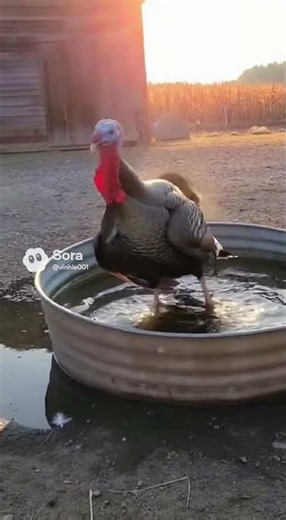 Raccoon vs. Turkey: A Farmyard Showdown! #FarmLife #Wildlife #FunnyAnimals