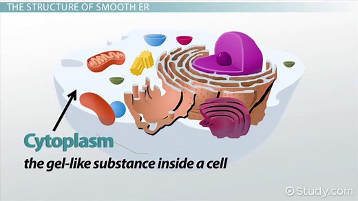 Smooth Endoplasmic Reticulum | Overview, Functions & Structure