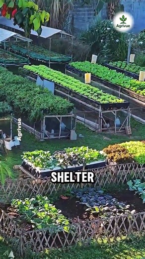 A Smart Farming Design for Surviving Limited Land and Economic Crisis.