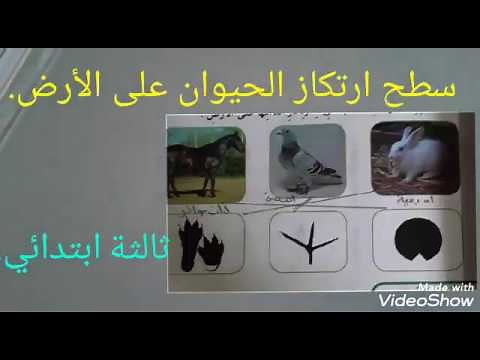 الحيوانات الأخمصية # الأصبعية وذوات الحوافر