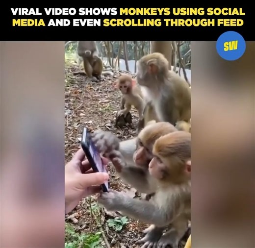 A man holding the phone while two monkeys appear to be quite engrossed in it. A third, not wanting to be left out, also joins in to get a view of the screen. | ScoopWhoop