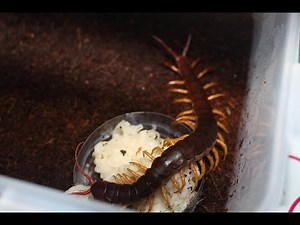 Vietnamese Giant Centipede (Scolopendra subspinipes) information