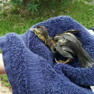 13K views · 739 reactions | Jacksonville Fire and Rescue Department...