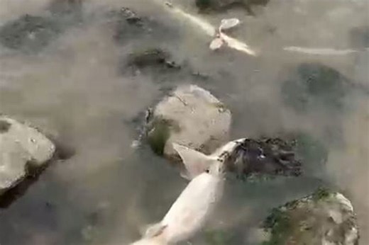 Video captures lots of dead sharks on Welsh coast