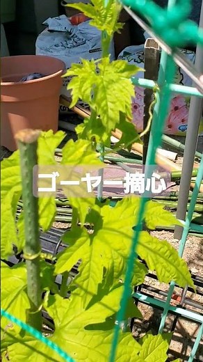 ゴーヤー摘心 #ゴーヤー摘心 #ゴーヤーの育て方
