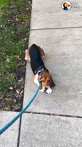 7.8M views · 121K reactions | Beagle rescued from a lab refused to walk at first — now she walks like a human when treats are involved! | The Dodo | Facebook