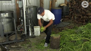 🌲 Desde Tlahuapan, Puebla, el Rancho San Martín nos muestra cómo realizan el proceso de destilación del cedro limón, para crear aceite esencial. Destilan alrededor de 17 aromas, entre ellos: 🟢 Cedro blanco 🟢 Eucalipto, 🟢 Romero, 🟢 Lavanda y muchos más. https://youtu.be/3Y3EU70Bms8 | Procuraduría Federal del Consumidor