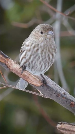 Female House Finch Up Close | Beautiful Slow‑Motion Moment🌟#Life #Wildlife #Nature