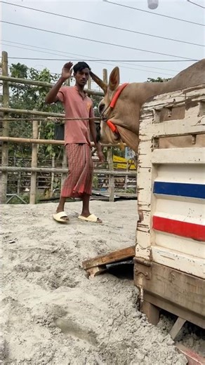 Punch face Punganur 🐂 Rare bull arrival 🔥