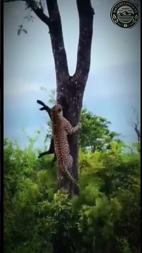 Why Cheetahs Always WIN When Hunting from Trees