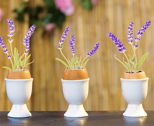 15K views · 107 reactions | Green Magic! Tips That Make Plants Love You | Green Bean | Facebook