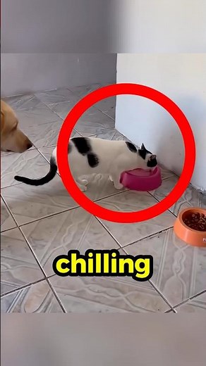When Pets Actually Wait Their Turn… Rare Footage 😳