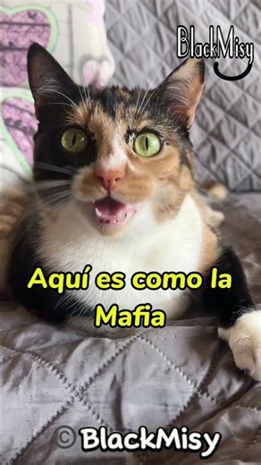 Misy pide el divorcio 🙀 #cat #gatos #humor #comedia