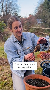 Petals & Roots | Episode 2: How to plant dahlias in a container In this week’s episode Head of Gardens, Rachel’s shares the best way to plant one of her favorite flowers. Got a gardening question for @rachelbullgardens? Leave it below and she’ll get back to you. | Homes & Gardens Magazine