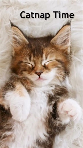 Peaceful Cats and Soothing Music for a Quiet Moment