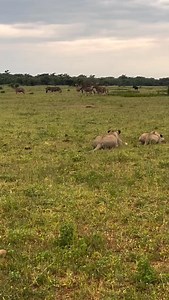 😳 Lions hunting a baby zebra 🦓 ( traumatising 💀 sound on to hear the zebras screaming 😭) 🎥@mhgoeswild #GottaLoveSA #lion #lionhunt #wildlife_extreme #hunt | GottaLoveSA