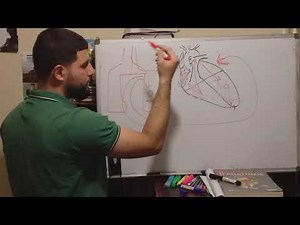 introduction generale 2 (systeme cardio-respiratoire) la circulation sanguine. شرح بالعربية