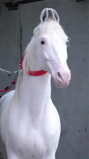 Elite Stallions: Discover Equestrian Beauty