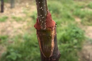 Grafting - Suffolk Fruit and Trees - The Fruit Tree Specialists
