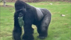 TAKE A PEEK: Ajari, a 25-year-old male western lowland gorilla, walks around the yard of this groundbreaking new gorilla habitat at the San Antonio Zoo. https://bit.ly/4acLeRs | News 4 San Antonio
