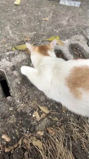 Котята застряли в канализации, но девушка спасла их